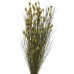 BELL REED PRESERVED  BASIL 36"-40"- CLOSE OUT SALE !!!